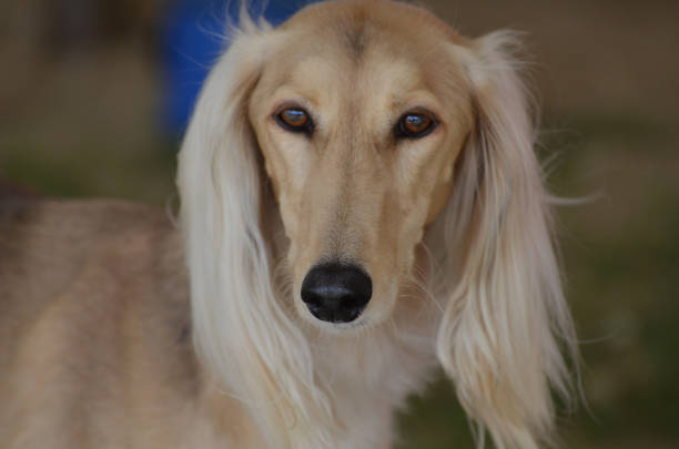 cão de saluki com um nariz e umas orelhas longos - sight hound - fotografias e filmes do acervo