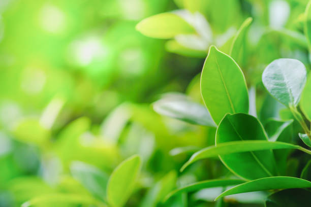 istock Close up of nature view green leaf on blurred greenery background with copy space using as background natural plants landscape, ecology wallpaper concept. 1151648526