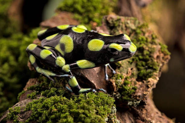 istock Poison dart frog, dendrobates auratus 1151650782