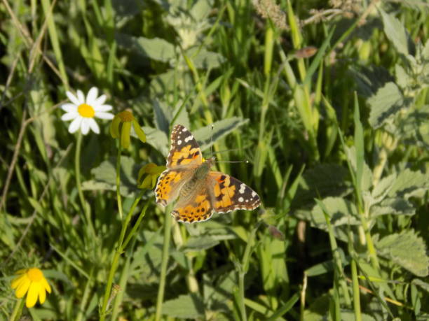 istock Butterfly and flower 1151650852