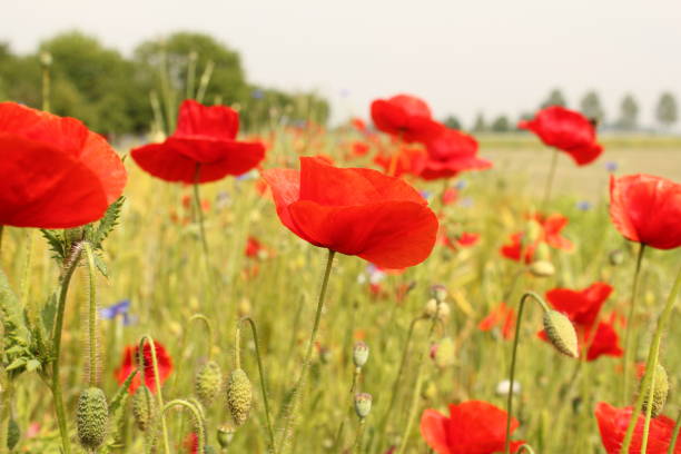 아름 다운 빨간 양 귀 비 봄 네덜란드에서 필드 마진을 흔들며 - grass shoulder rural scene road wildflower 뉴스 사진 이미지