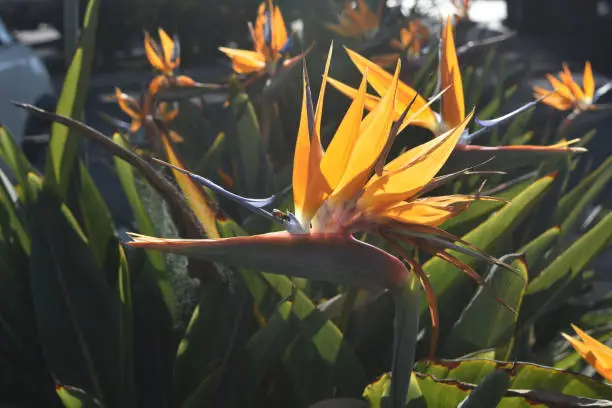 Beautiful bird of paradise flower with a bee sitting on a petal