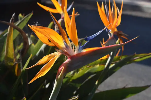 Beautiful bird of paradise flower with bright orange petals