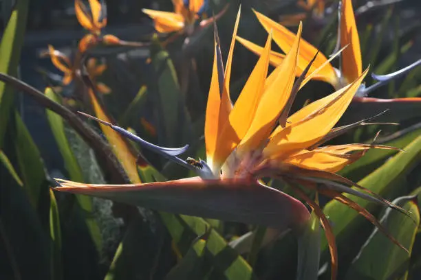 A bird of paradise flower in bloom with a bee on a petal