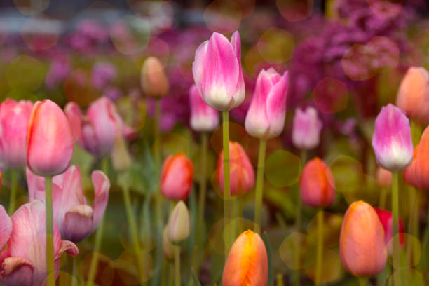 bright fresh spring tulips in the garden, spring tulips.