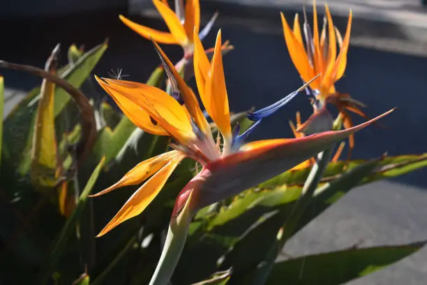 Stunning group of bird of paradise flowers in a garden