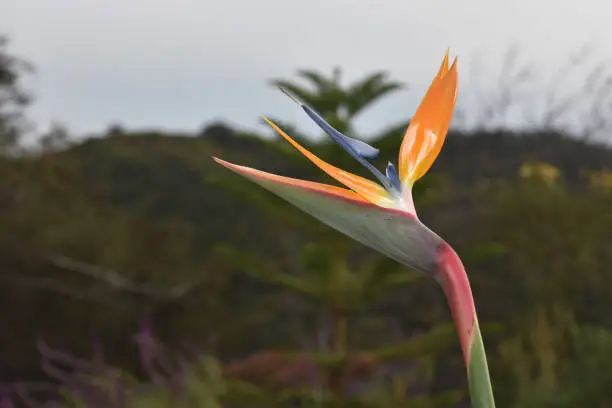 Stunning flower in bloom in a tropical garden