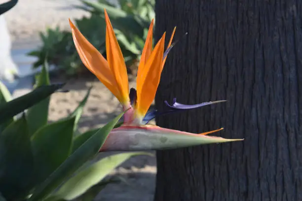 Beautiful bird of paradise bloomed flower in the tropics