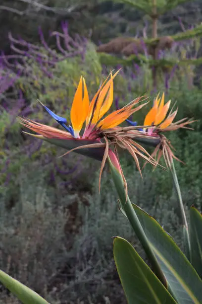 Tropical flower called the bird of paradise