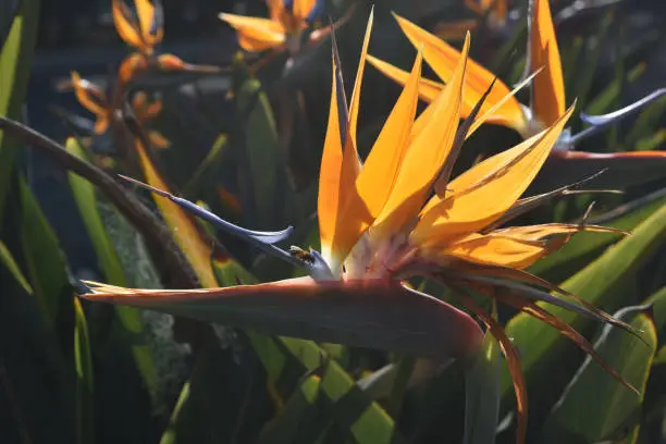 Small bee resting on a petal of a bird of paradise flower
