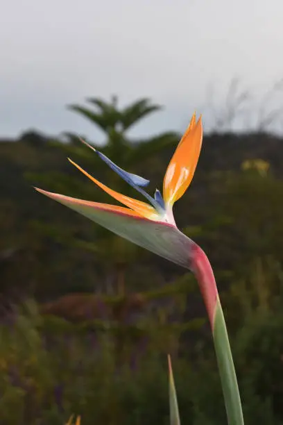 Beautiful bird of paradise flower in a tropical garden