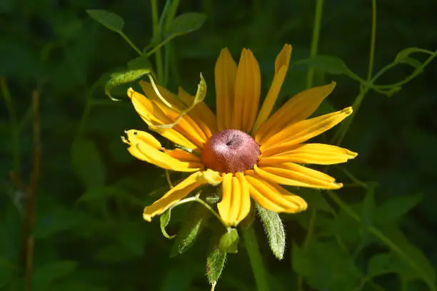 Beautiful Yellow Budding Black Eyed Susan in a Garden