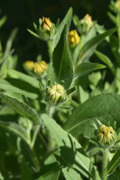 Captivating Shot of a Budding Black Eyed Susan