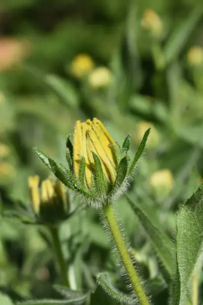 Gorgeous Budding Yellow Black Eyed Susans in a Garden