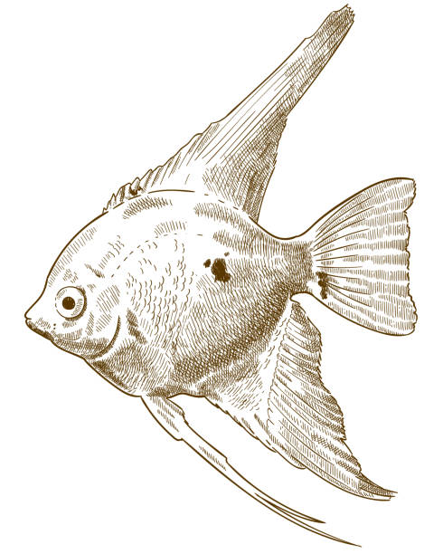 engraving illustration of scalare angelfish Vector antique engraving drawing illustration of scalare angelfish isolated on white background cichlid stock illustrations