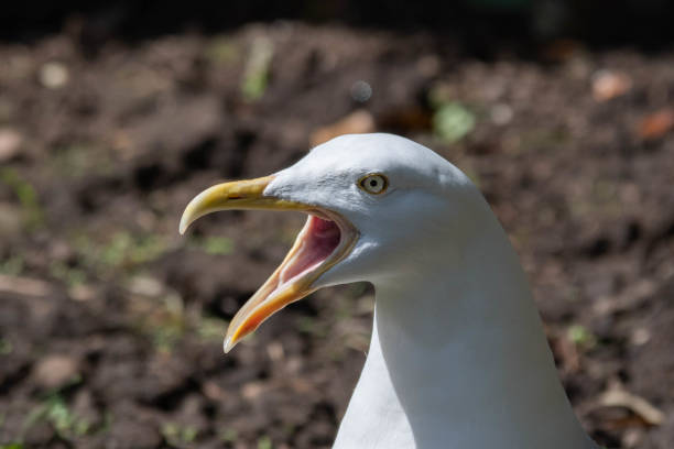 istock Close up of a Large Herring Gull 1151653495