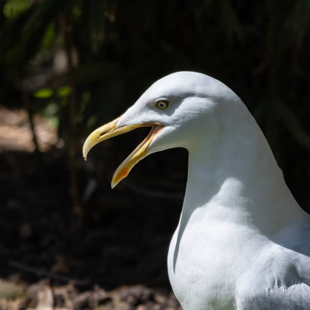 istock Close up of a Large Herring Gull 1151653506