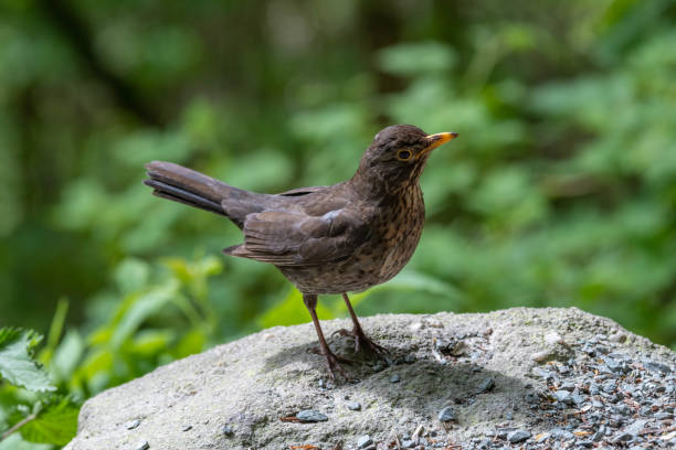 istock Perched young Starling looking for food 1151654239