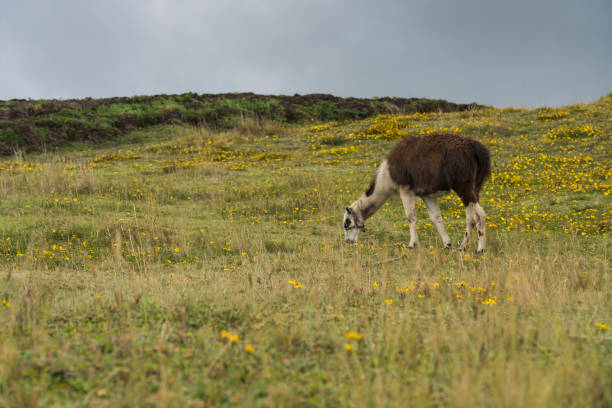 istock Llama in Ecuador's field 1151655613