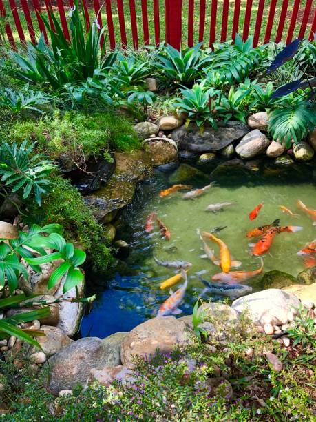 istock Colorful fishes 1151655799