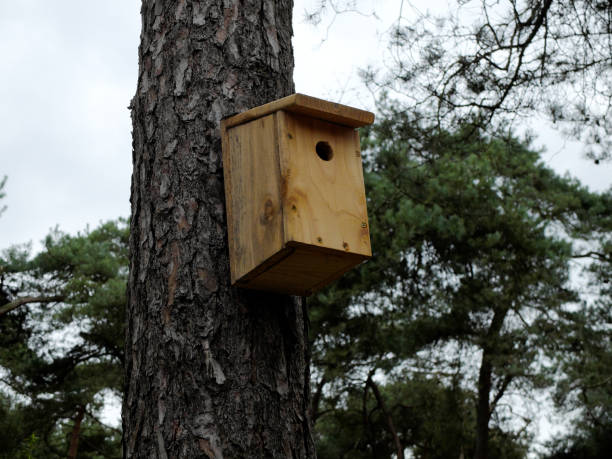 istock Unpainted bird house attached to the tree. View from below. 1151660552