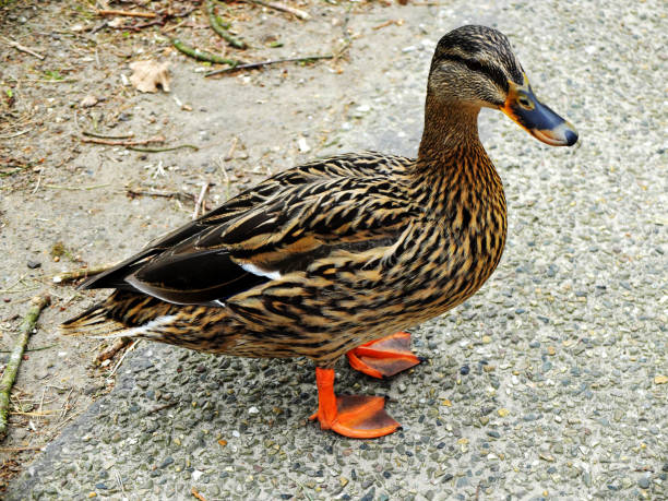 Mallard (Anas platyrhynchos) female duck standing on the shore of the lake, not in the water. stock photo