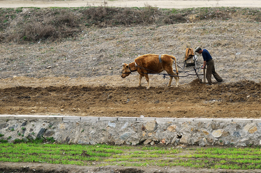 North Korea, Pyongyang - April 30, 2019: Countryside, DPRK. Peasants  plowing a field with ox