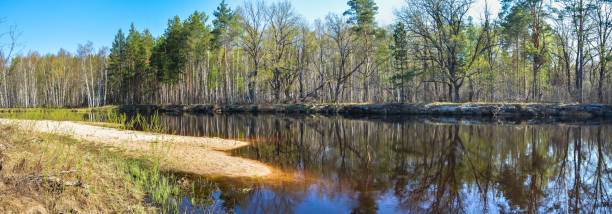 istock Panorama of the spring forest river. 1151661563