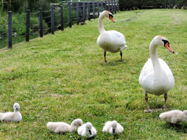 istock happy family. swans 1151662545
