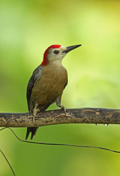 istock Jamaican Woodpecker (Melanerpes radiolatus) 1151662695