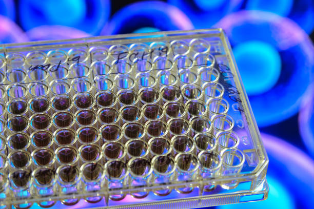 istock In the biomedical laboratory. 1151662880