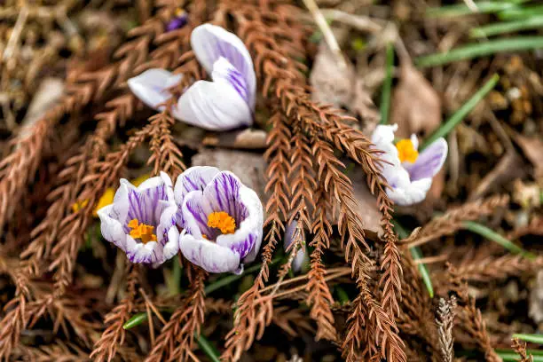 Purple white and yellow large crocus buds flowers blooming on ground in Takayama, Japan during spring