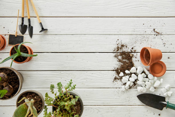 istock top view of aloe, cactus on white table with tools and stones 1151663736