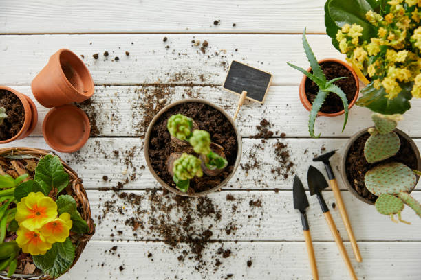 istock top view of hyacinth, aloe and cactus on white table 1151663844