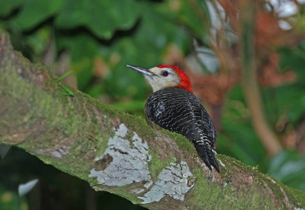 istock Jamaican Woodpecker (Melanerpes radiolatus) 1151664126