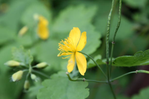 istock Chelidonium majus aka nipplewort 1151666613