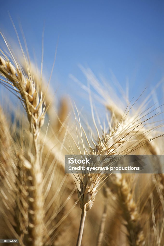 golden harvest champ d'orge et - Photo de Champ libre de droits