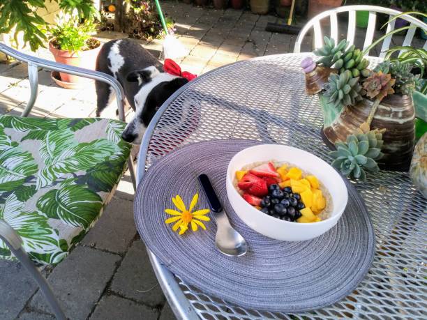 istock Oatmeal breakfast with strawberry Mango and blueberry - breakfast with pet a dog 1151667399