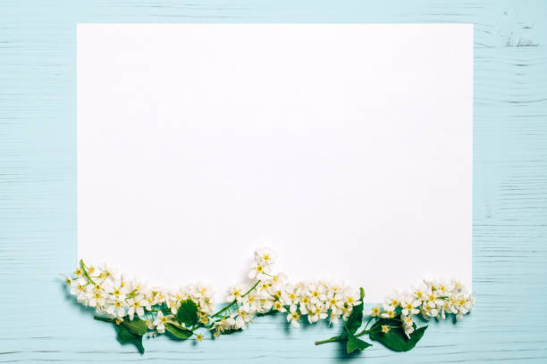 istock Bird cherry blossom branch on white and wooden background. 1151668366