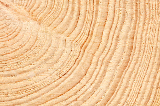 istock Large circular piece of wood cross section with tree ring texture pattern and cracks background. Detailed organic surface from nature. 1151669361