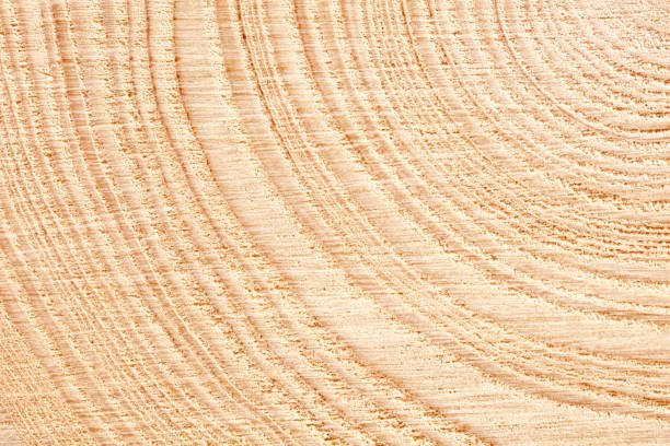 Large circular piece of wood cross section with tree ring texture pattern and cracks background. Detailed organic surface from nature.