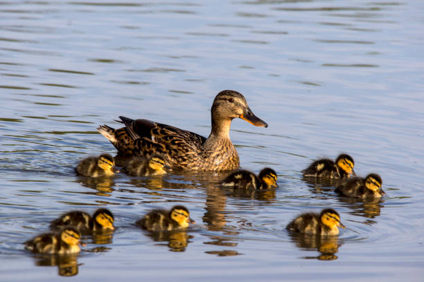 istock Wild duck (Anas platyrhynchos) family 1151669895