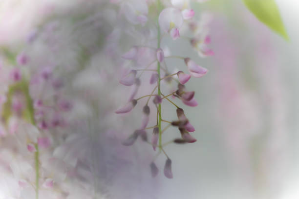 istock wisteria blooms in spring 1151672375