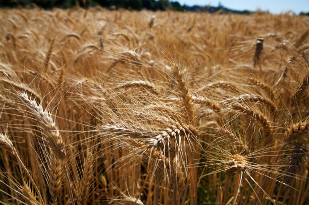 istock barley golden harvest field 115167259