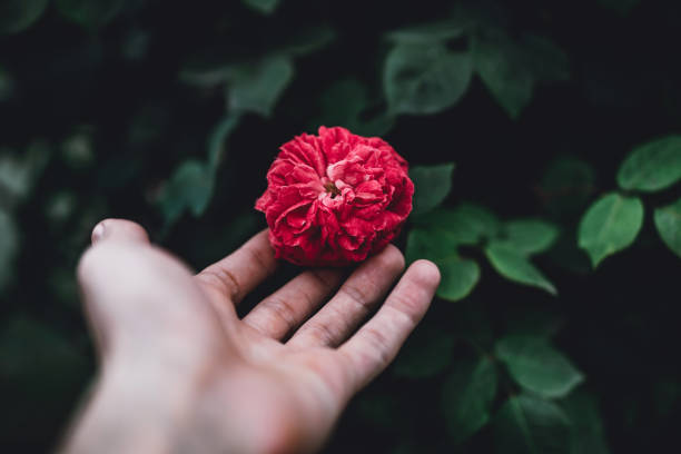 Holding beautiful red rose with blurred green background