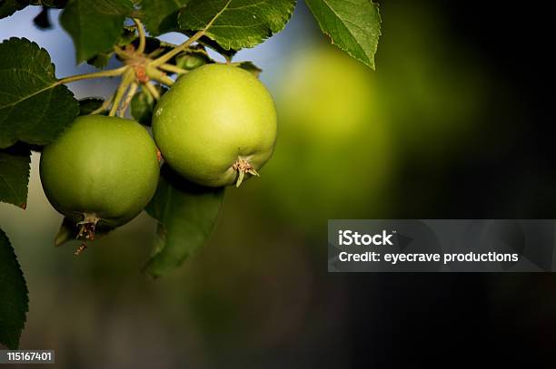 Małe Jabłka Zielone - zdjęcia stockowe i więcej obrazów Fotografika - Fotografika, Gałąź - część rośliny, Horyzontalny