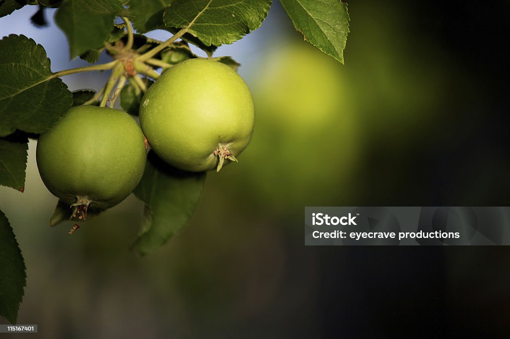 Verde maçãs pequenas - Royalty-free Comida Foto de stock