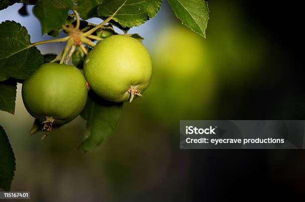 Verde Maçãs Pequenas - Fotografias de stock e mais imagens de Comida - Comida, Cor verde, Fotografia - Imagem