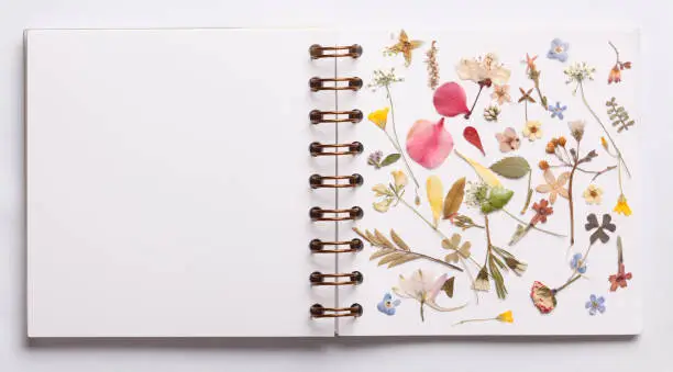Blank white book page with botany decoration