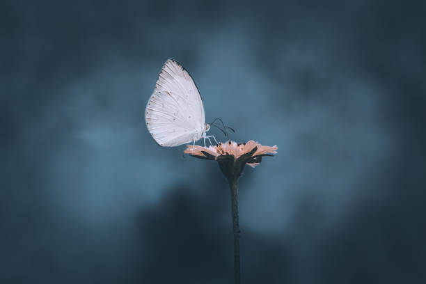 istock Butterfly on yellow flower with blur background 1151676274